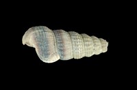 藏品(網目海蜷)的圖片